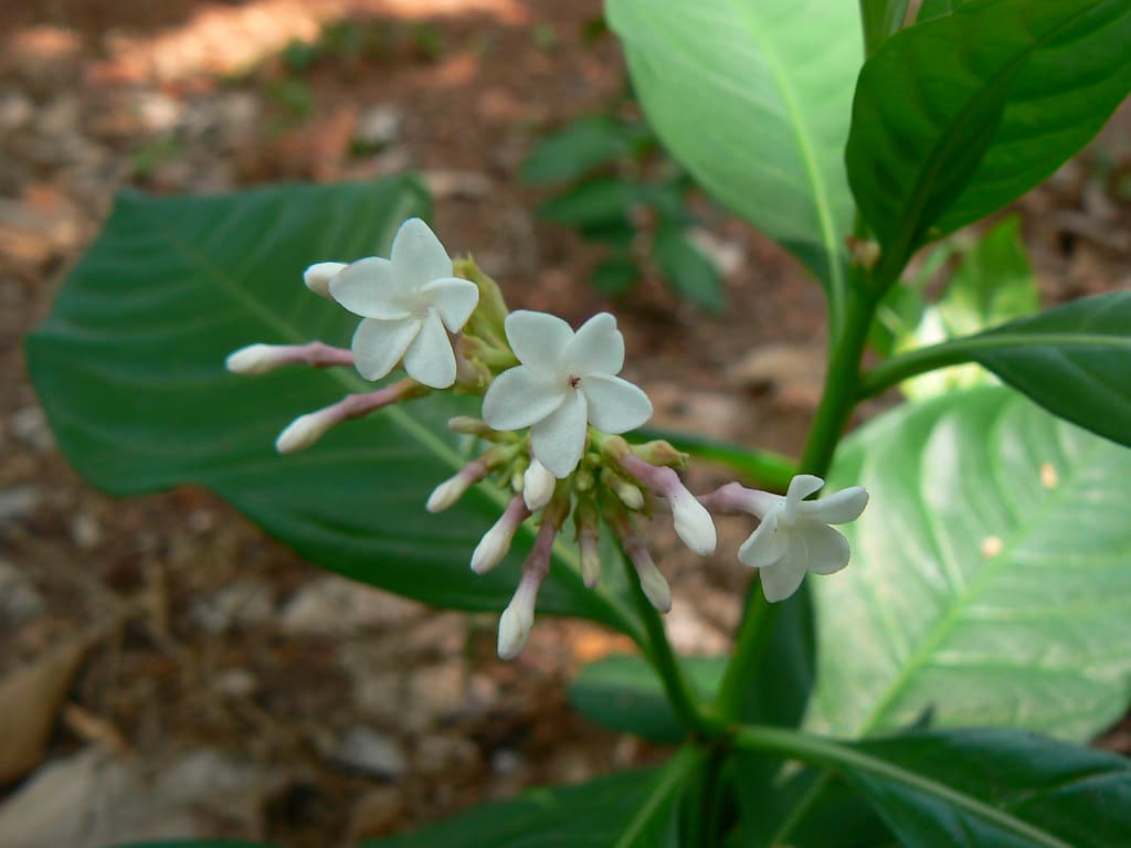 Indian Snakeroot