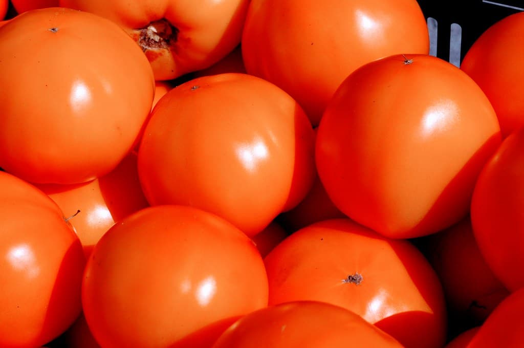 Jersey Tomato