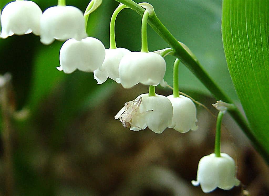 Lily of the Valley