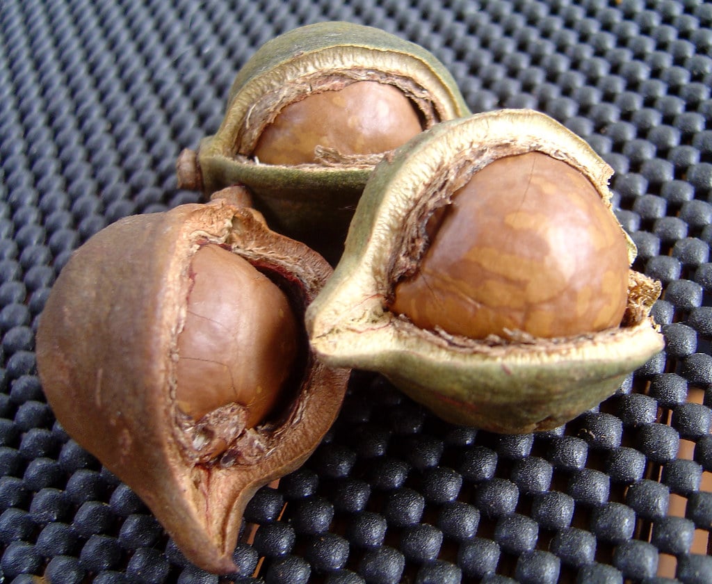 Macadamia Nuts