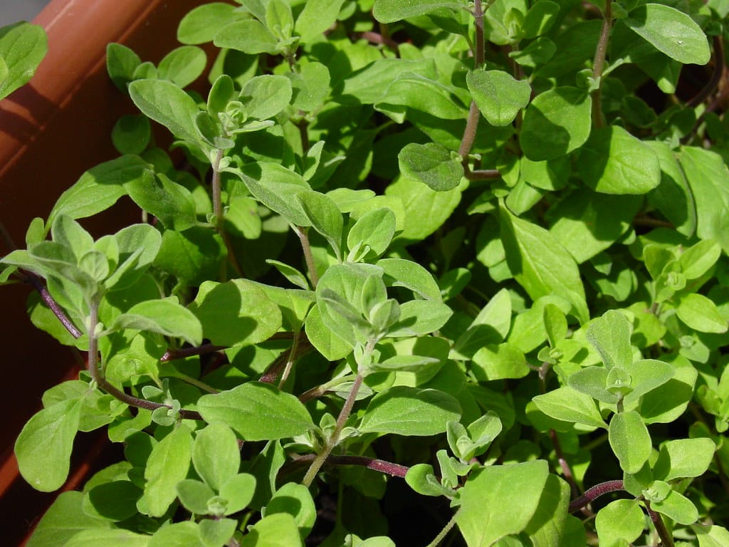 Marjoram