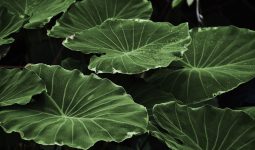 Most Dangerous Plants in Africa