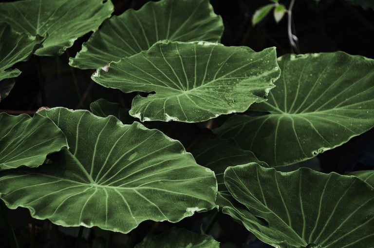 Most Dangerous Plants in Africa