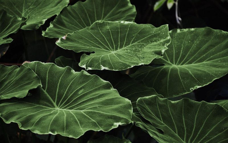 Most Dangerous Plants in Africa