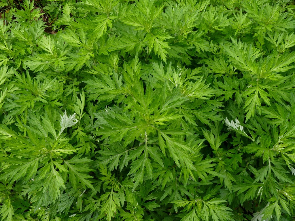 Mugwort