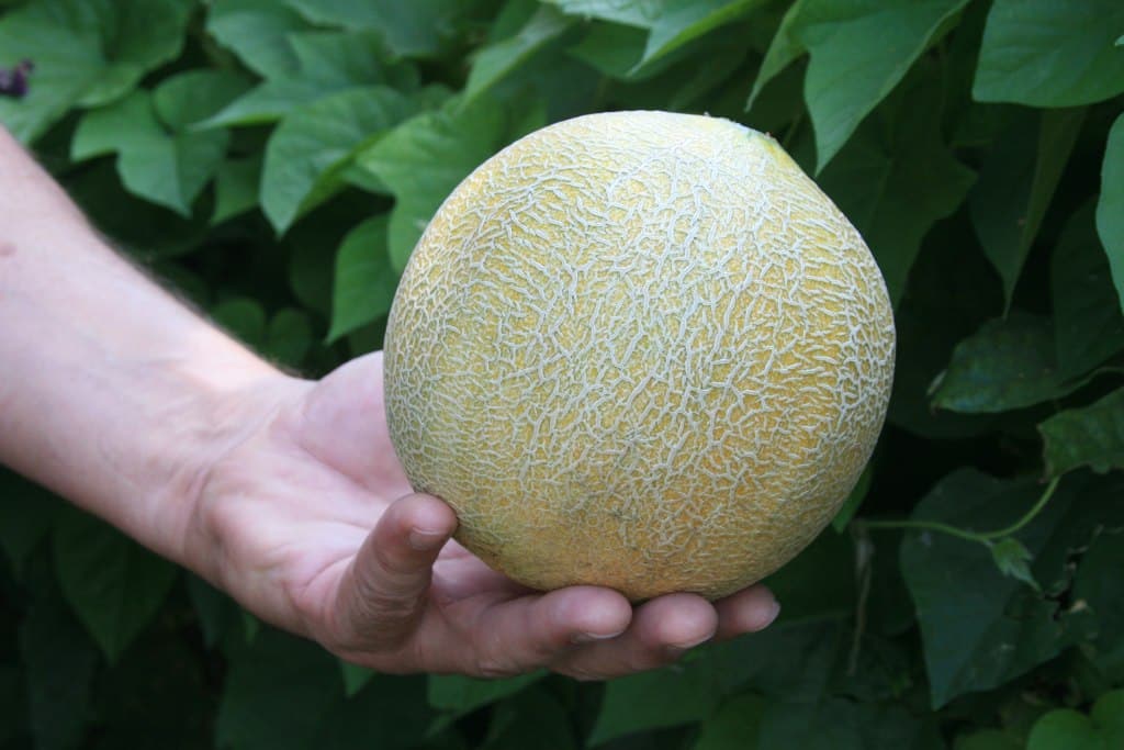 Muskmelon