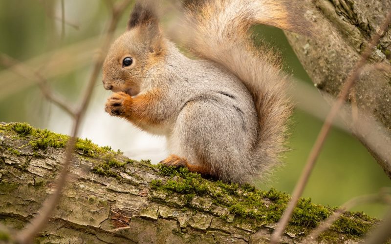 Plants That Repel Squirrels