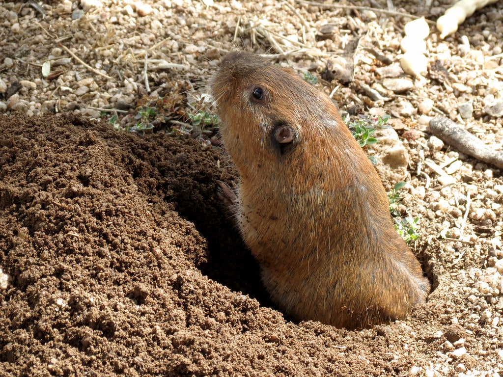 Pocket Gophers