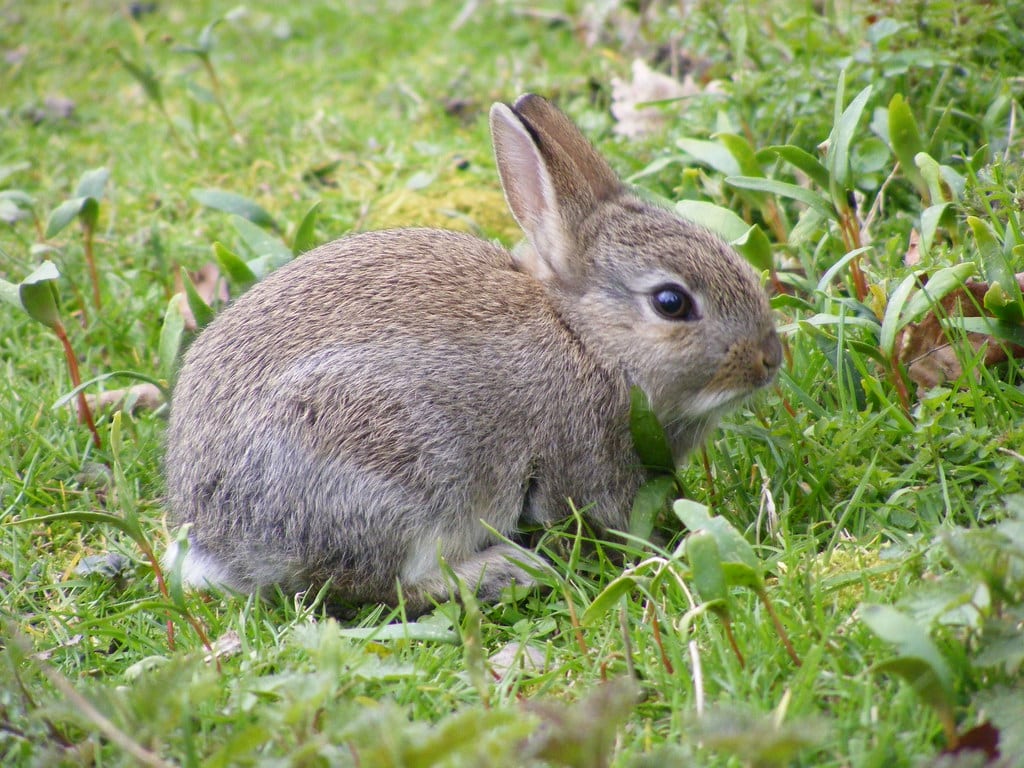 Rabbits