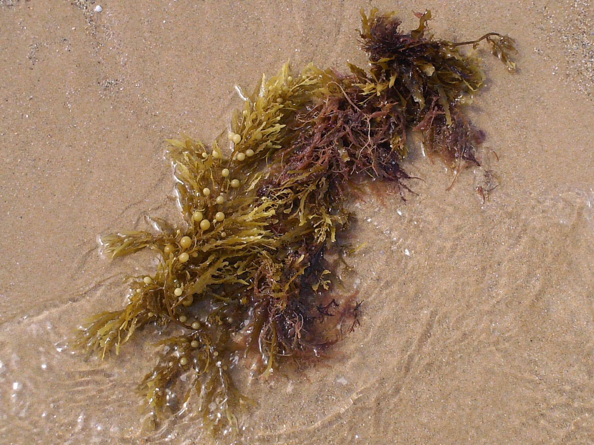 Sargassum