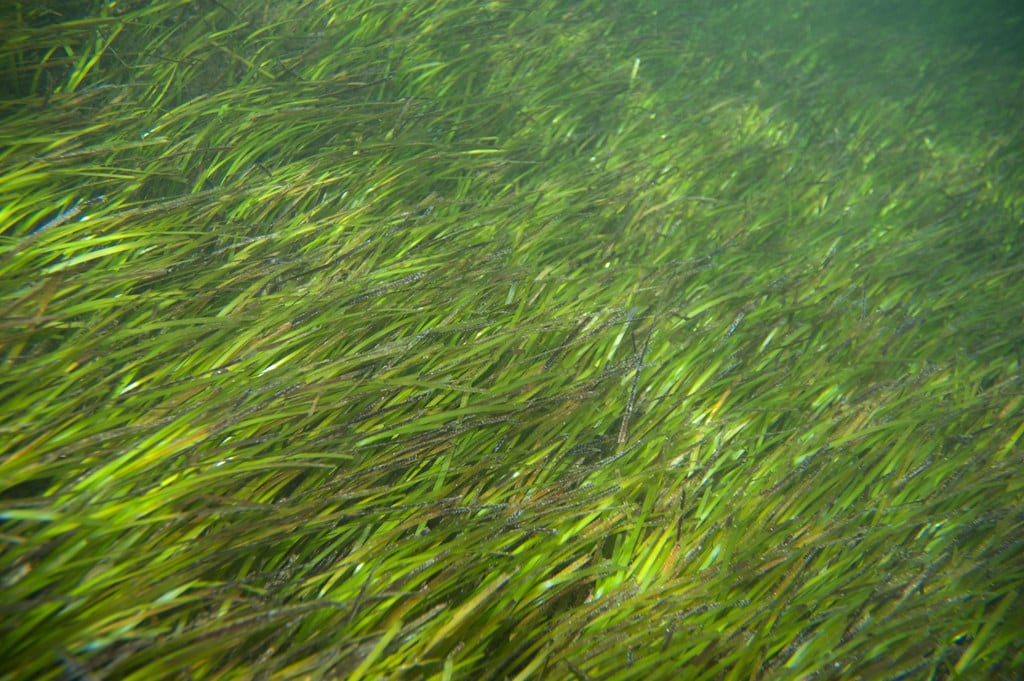 Seagrass