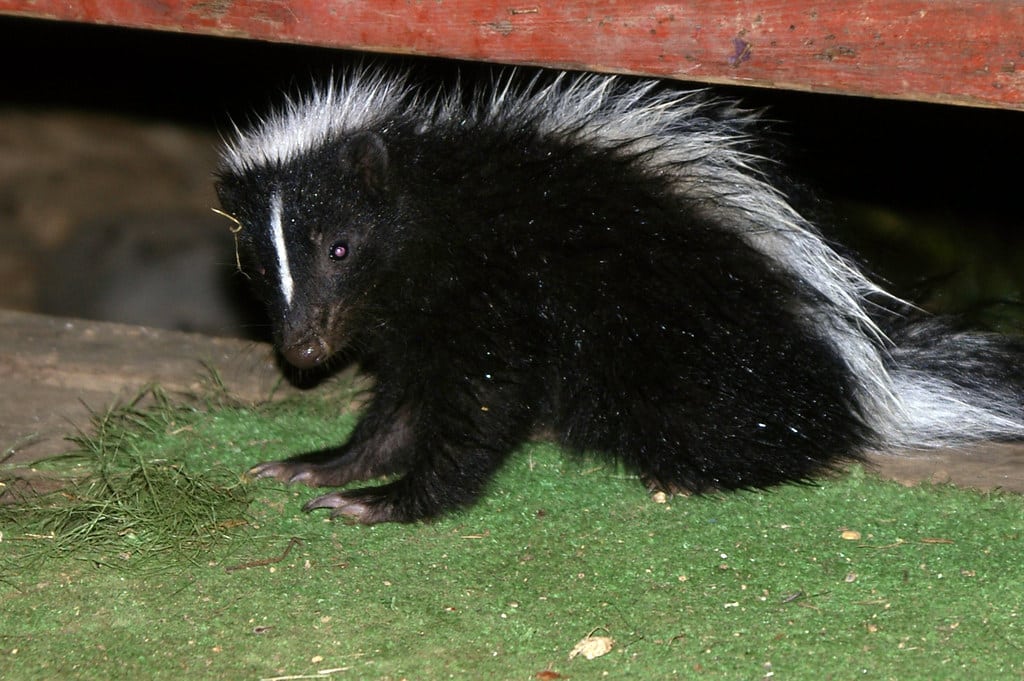 Skunks