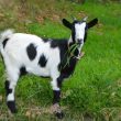 Small Goat Breeds