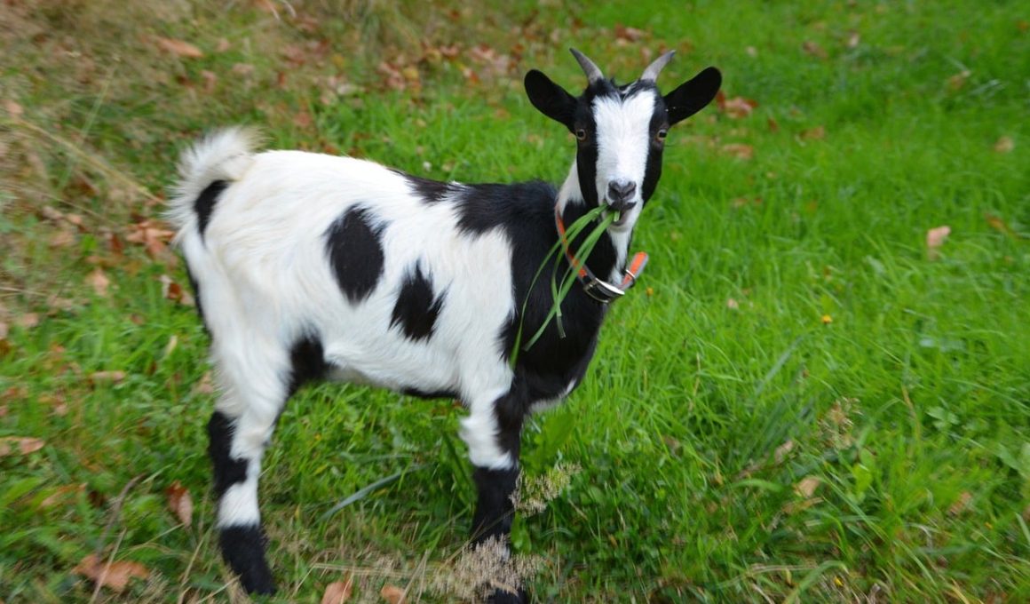 Small Goat Breeds