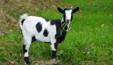 Small Goat Breeds