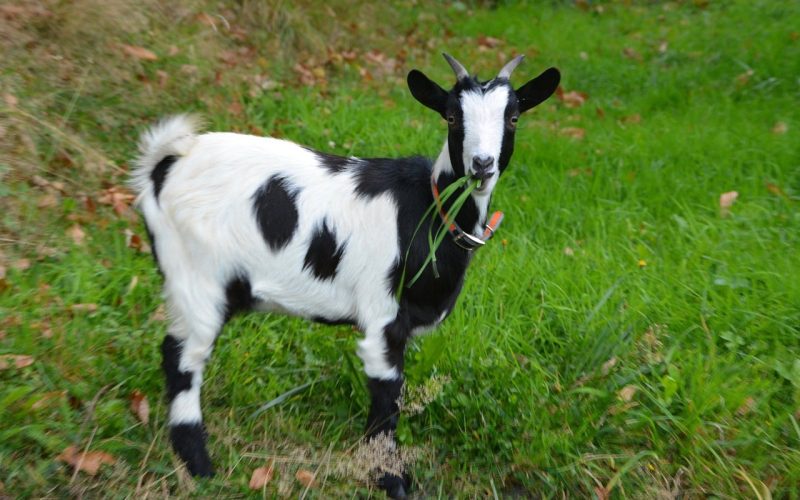 Small Goat Breeds