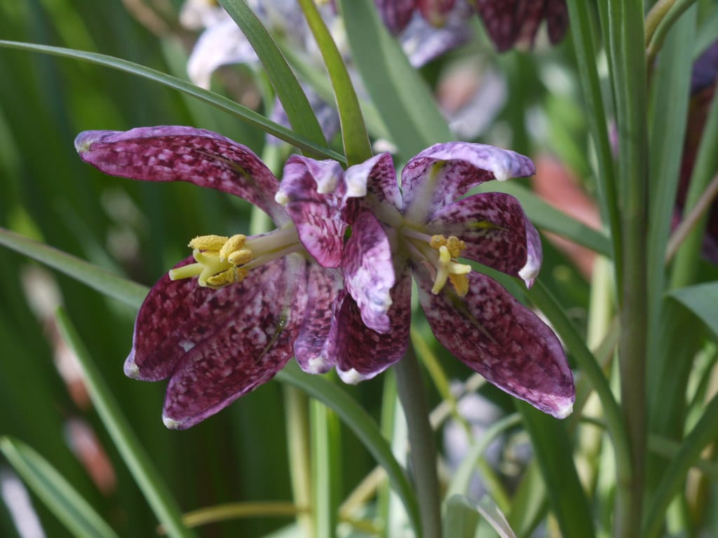 Snake’s Head Fritillary