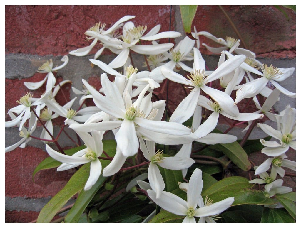 Snowdrift Clematis