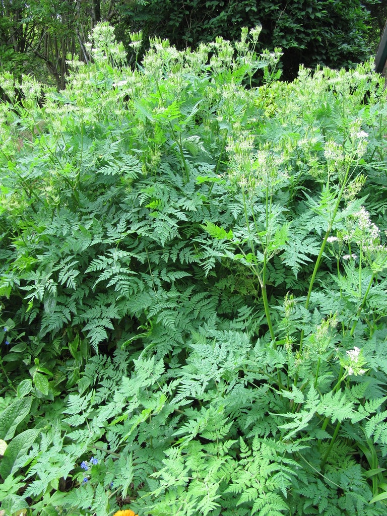 Sweet Cicely