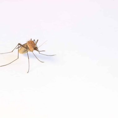 Things That Scare Away Mosquitoes