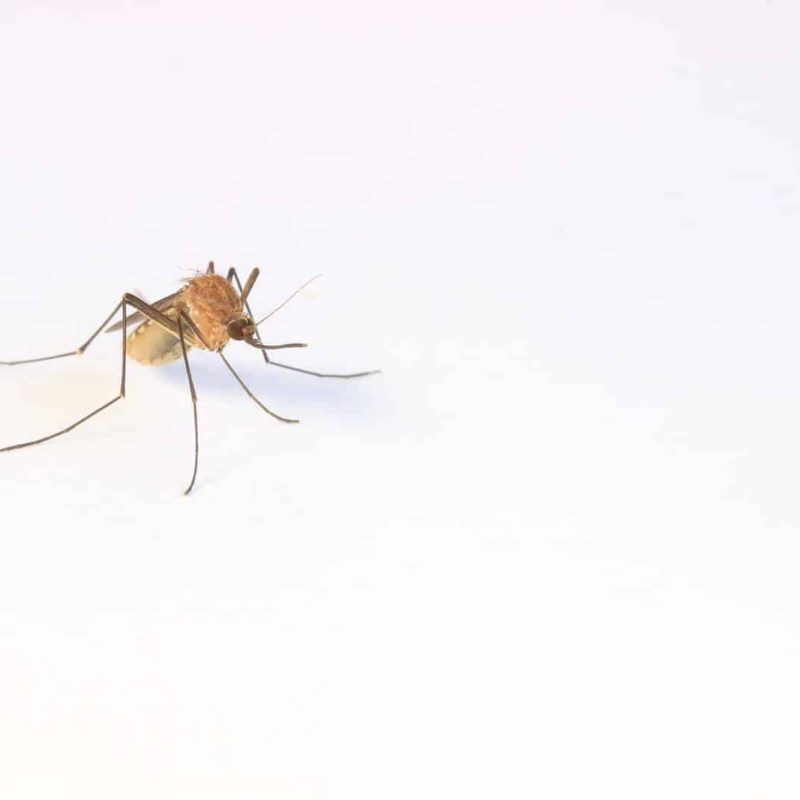 Things That Scare Away Mosquitoes