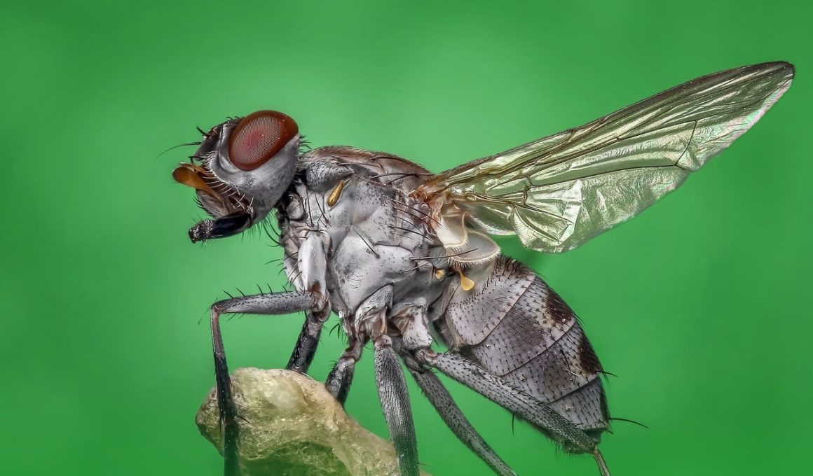 Ways on How to Get Rid of Flies From Your House