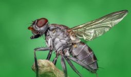 Ways on How to Get Rid of Flies From Your House