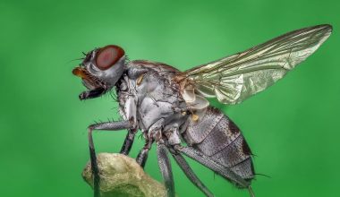 Ways on How to Get Rid of Flies From Your House