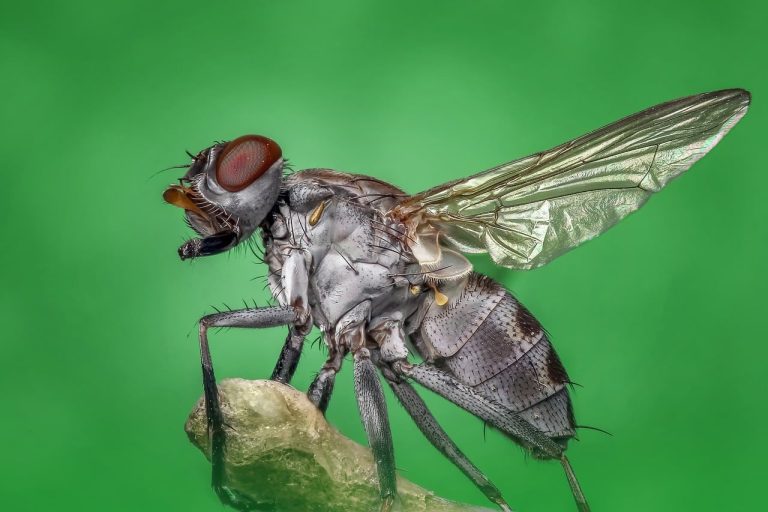 Ways on How to Get Rid of Flies From Your House