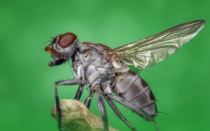 Ways on How to Get Rid of Flies From Your House