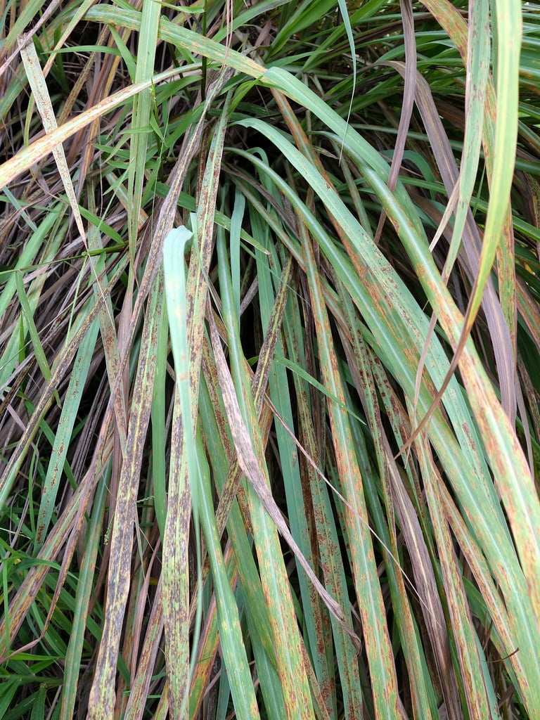 West Indian Lemongrass