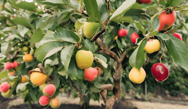 Different Types of Fruit Trees