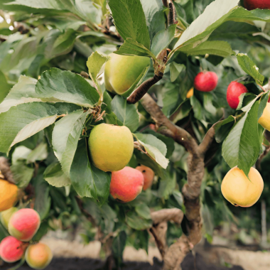 Different Types of Fruit Trees