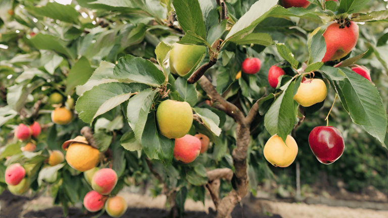 Different Types of Fruit Trees