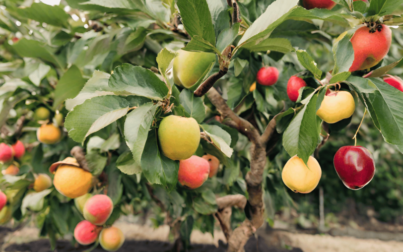 Different Types of Fruit Trees