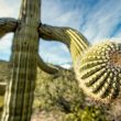 Plants That Live in the Desert