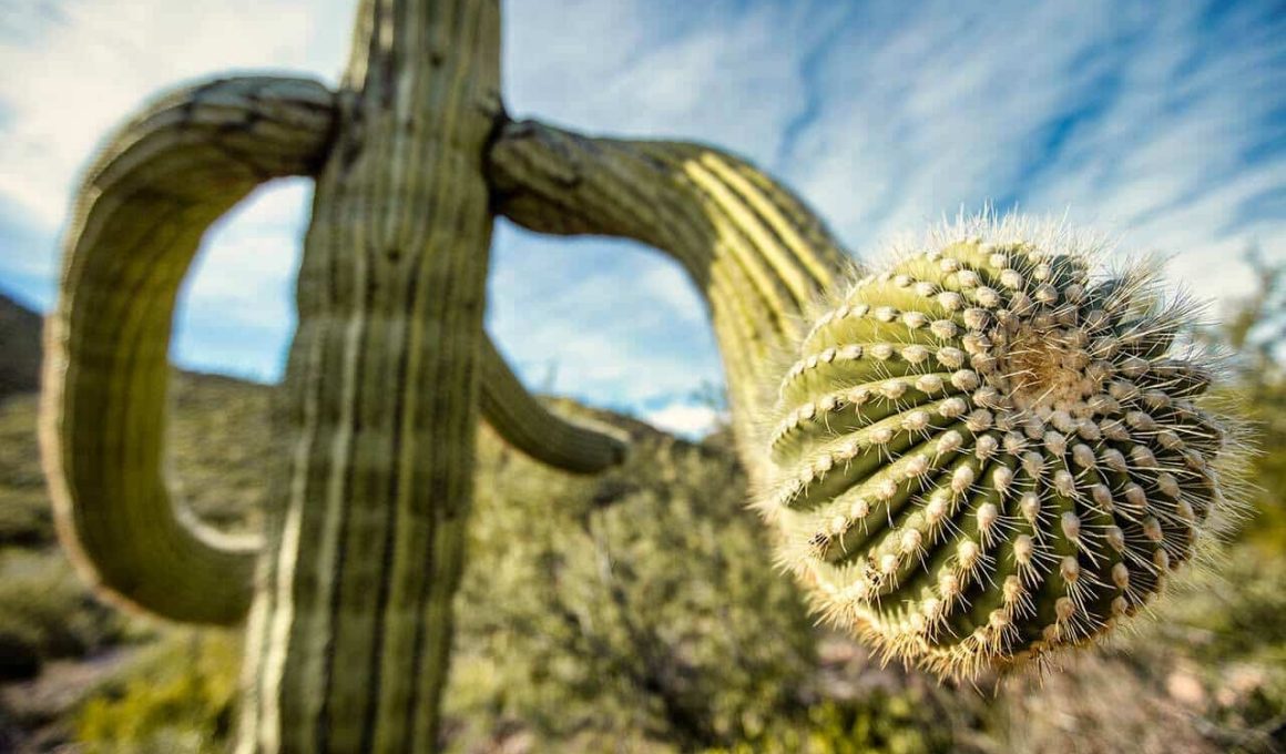 Plants That Live in the Desert