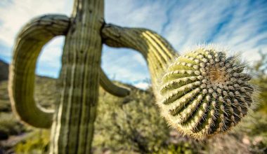 Plants That Live in the Desert
