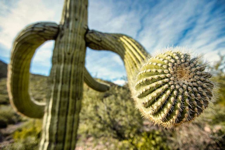 Plants That Live in the Desert