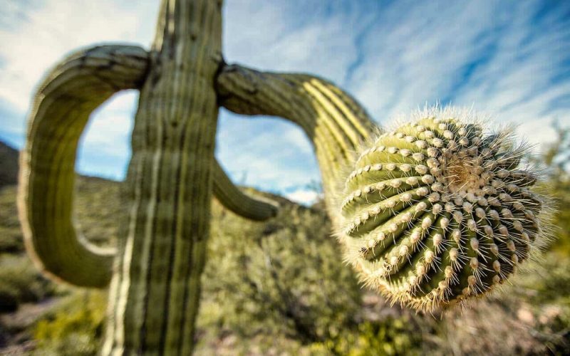 Plants That Live in the Desert