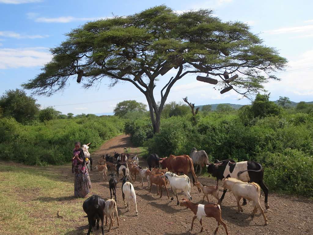 Acacia Tree