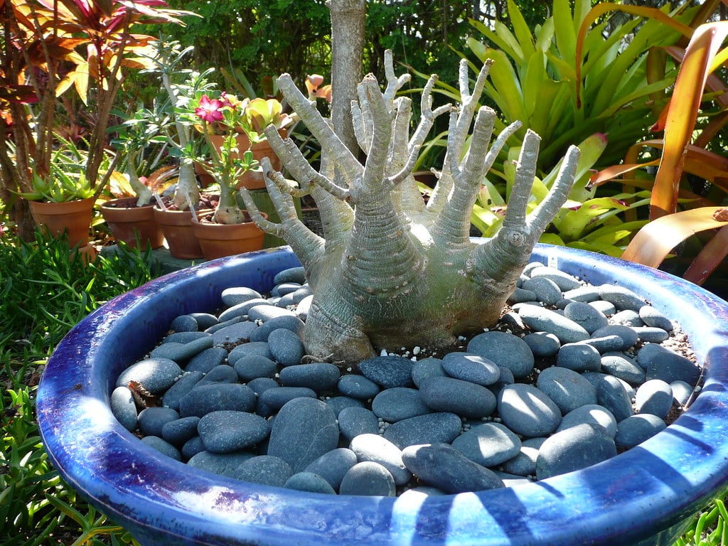 Adenium Arabicum