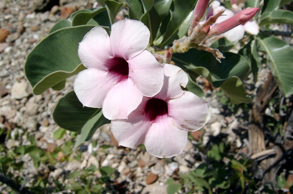 Adenium Boehmianum