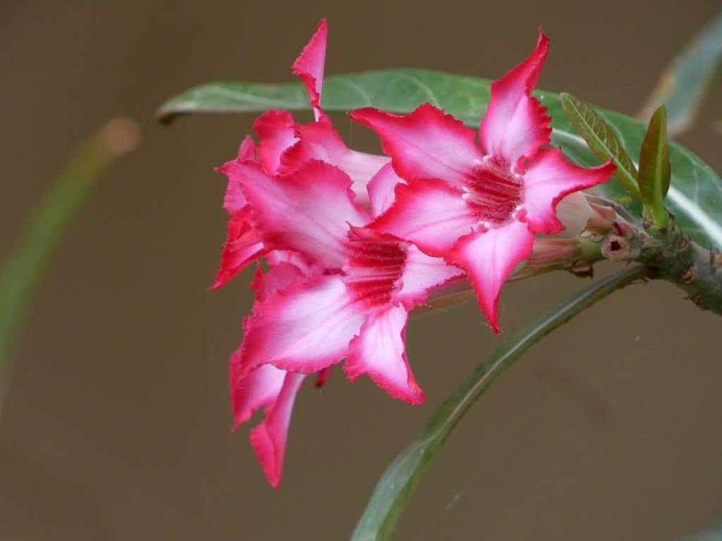 Adenium Multiflorum