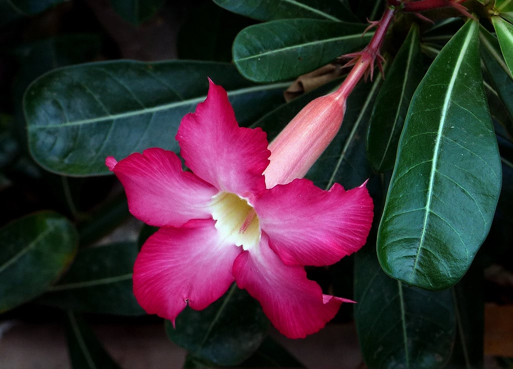 Adenium Obesum