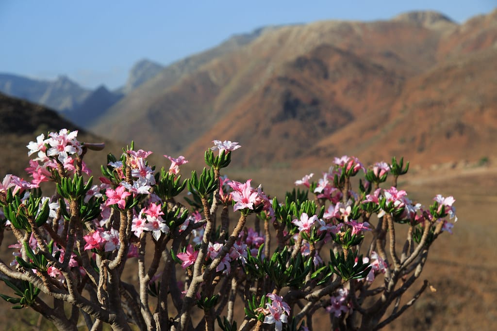 Adenium Socotranum