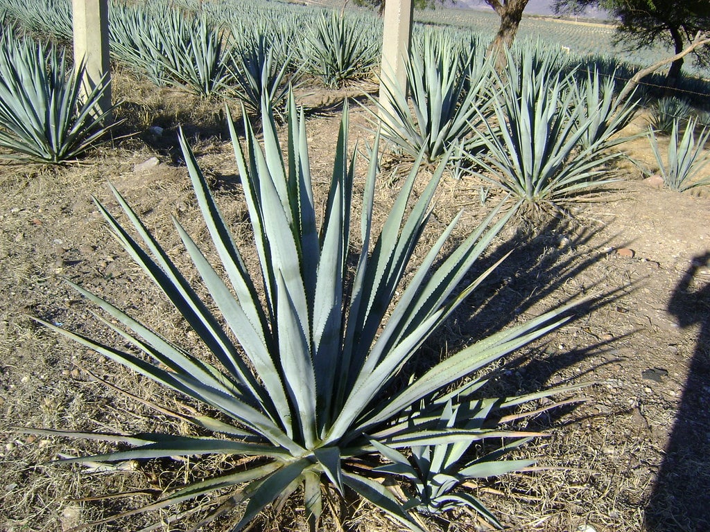 Agaves