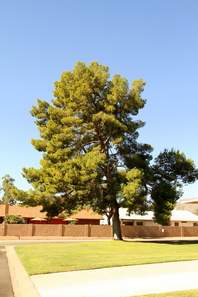 Aleppo Pine