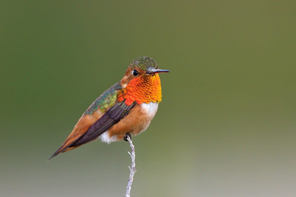 Allen’s Hummingbird