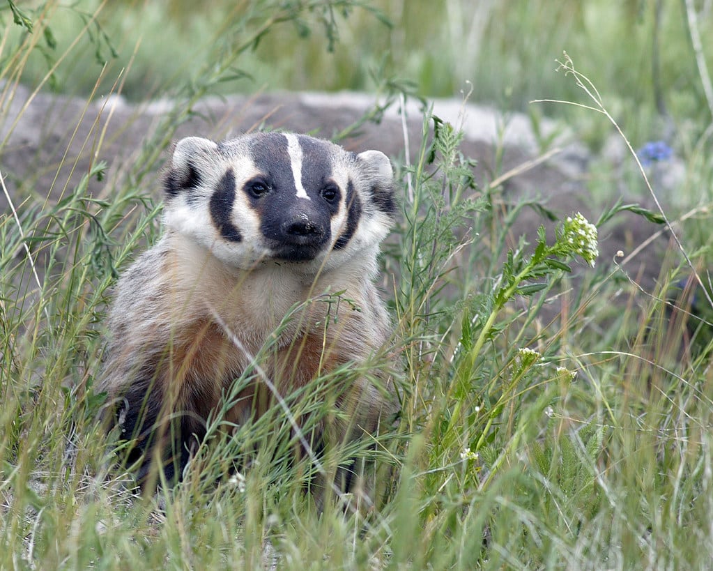 American Badger